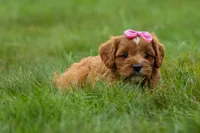 Mia Rose🎀, a female Cavapoo for sale in Baltic, OH – 8 of 10