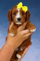 Milo 💙🦴, a male Cavapoo for sale in Baltic, OH – 4 of 10