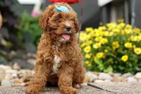 Kody 🐶, a male Cavapoo for sale in Baltic, OH – 8 of 9