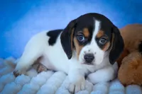  Ollie Belle💕, a female Beagle for sale in Baltic, OH – 6 of 10