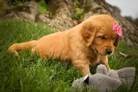 Summer🎀, a female Golden Retriever for sale in Baltic, OH – 5 of 10