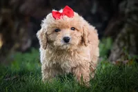 Nixie 💕, a male Bichpoo for sale in Baltic, OH – 5 of 10