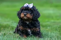 Wanda, a female Cavapoo for sale in Baltic, OH – 8 of 10
