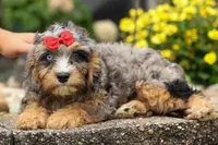 Leo 🐾, a female Cavapoo for sale in Baltic, OH – 5 of 10