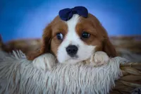 Patches💙, a male Cavalier King Charles Spaniel for sale in Baltic, OH – 2 of 10