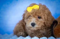 Nella🌸, a female Bichpoo for sale in Baltic, OH – 4 of 10