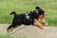 Lainey❤️, a female Cavapoo for sale in Baltic, OH – 8 of 10