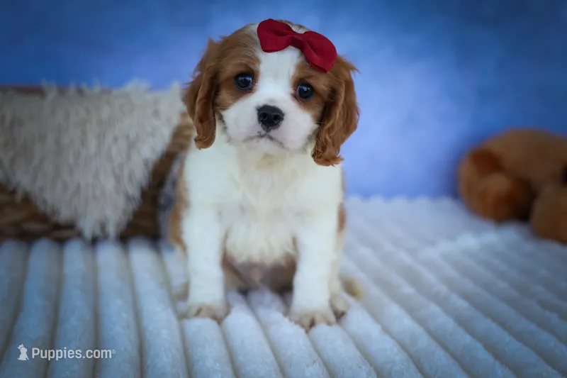 Princeton 🐾 – Cavalier King Charles Spaniel puppy for sale in Baltic, OH