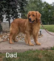 Rocco✨, a male Golden Retriever for sale in Baltic, OH – 8 of 10