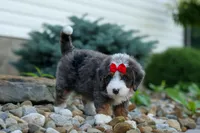 🐾 Meet Pilot 🐾, a male Miniature Bernedoodle for sale in Baltic, OH – 5 of 9