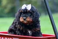 Wanda, a female Cavapoo for sale in Baltic, OH – 5 of 10