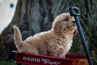 Nessa Rose 🎀, a female Bichpoo for sale in Baltic, OH – 4 of 10