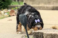 Lainey❤️, a female Cavapoo for sale in Baltic, OH – 4 of 10