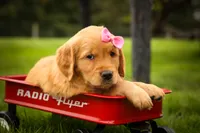 Summer🎀, a female Golden Retriever for sale in Baltic, OH – 7 of 10