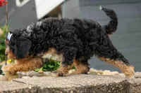 Lainey❤️, a female Cavapoo for sale in Baltic, OH – 9 of 10
