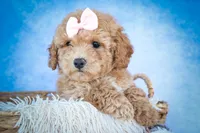 Nessa Rose 🎀, a female Bichpoo for sale in Baltic, OH – 3 of 10