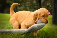 Summer🎀, a female Golden Retriever for sale in Baltic, OH – 6 of 10
