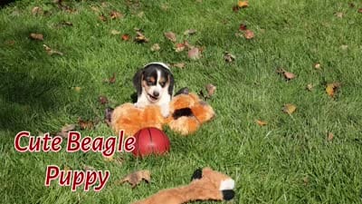  Ollie Belle💕, a female Beagle for sale in Baltic, OH – 10 of 10