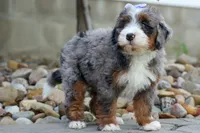 🐾 Paisley 🐾, a female Miniature Bernedoodle for sale in Baltic, OH – 7 of 8