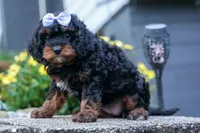 Wanda, a female Cavapoo for sale in Baltic, OH – 4 of 10