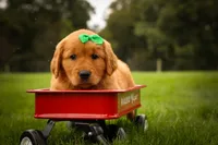 Parker🐶, a male Golden Retriever for sale in Baltic, OH – 3 of 10