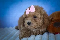 Nessa Rose 🎀, a female Bichpoo for sale in Baltic, OH – 7 of 10