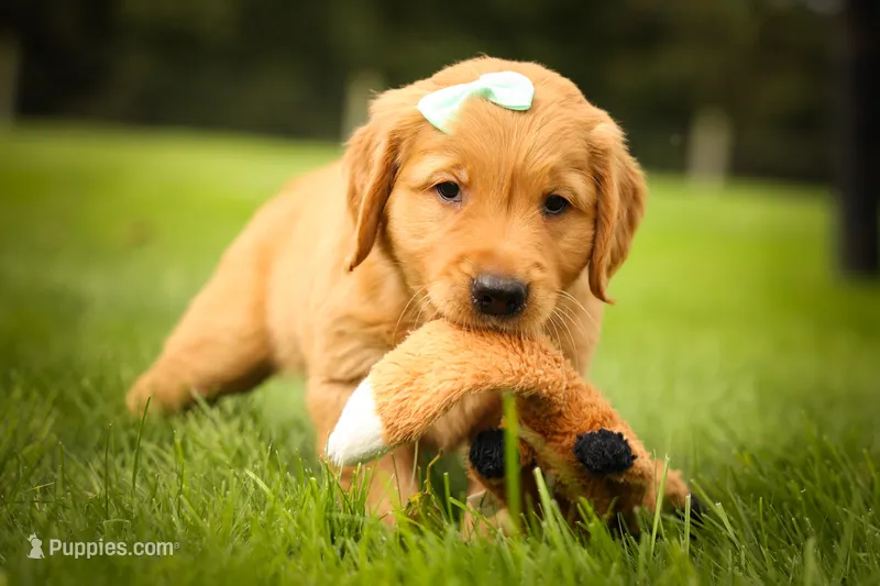 Gunner🐾 – Golden Retriever puppy for sale in Baltic, OH