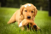 Gunner🐾, a male Golden Retriever for sale in Baltic, OH – 1 of 10