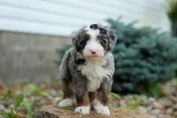 🐾 Meet Paxton 🐾, a male Miniature Bernedoodle for sale in Baltic, OH – 1 of 7