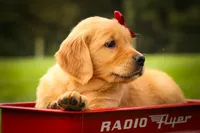 Rocco✨, a male Golden Retriever for sale in Baltic, OH – 3 of 10