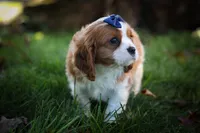 Patches💙, a male Cavalier King Charles Spaniel for sale in Baltic, OH – 6 of 10