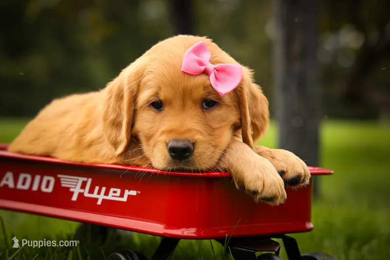 Summer🎀 – Golden Retriever puppy for sale in Baltic, OH
