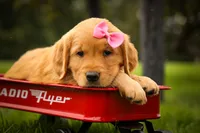 Summer🎀, a female Golden Retriever for sale in Baltic, OH – 1 of 10
