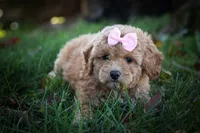 Nessa Rose 🎀, a female Bichpoo for sale in Baltic, OH – 2 of 10