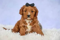 Max 🐾🐶, a male Cavapoo for sale in Baltic, OH – 1 of 7
