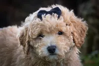 Newton💙🐾, a male Bichpoo for sale in Baltic, OH – 2 of 10