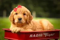 Hunter💙, a male Golden Retriever for sale in Baltic, OH – 7 of 10
