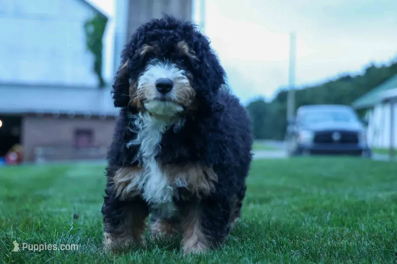 Yandel 🦴 – Miniature Bernedoodle puppy for sale in Baltic, OH