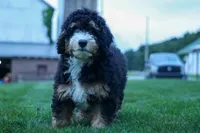 Yandel 🦴, a male Miniature Bernedoodle for sale in Baltic, OH – 1 of 10