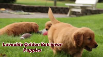 Gunner🐾, a male Golden Retriever for sale in Baltic, OH – 10 of 10