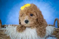Nella🌸, a female Bichpoo for sale in Baltic, OH – 9 of 10