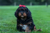 Wilson 🐾, a female Cavapoo for sale in Baltic, OH – 8 of 10