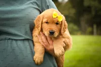 Murphy🐕, a male Golden Retriever for sale in Baltic, OH – 6 of 10