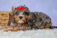 Leo 🐾, a female Cavapoo for sale in Baltic, OH – 2 of 10