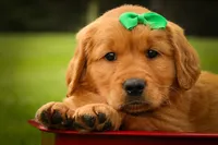 Parker🐶, a male Golden Retriever for sale in Baltic, OH – 6 of 10