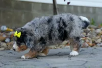 🐾 Peaches 🐾, a female Miniature Bernedoodle for sale in Baltic, OH – 8 of 10