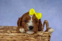 Milo 💙🦴, a male Cavapoo for sale in Baltic, OH – 2 of 10
