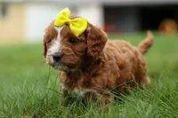 Milo 💙🦴, a male Cavapoo for sale in Baltic, OH – 9 of 10