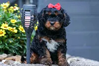 Wilson 🐾, a female Cavapoo for sale in Baltic, OH – 5 of 10