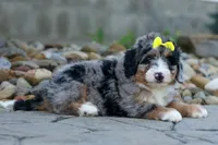 🐾 Peaches 🐾, a female Miniature Bernedoodle for sale in Baltic, OH – 1 of 10